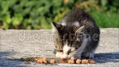 很饿的小猫在外面吃猫粮