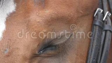 近距离观看一匹美丽的棕色马的眼睛。 眼睛眨眼睛。 慢动作