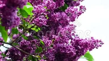 紫薇枝条在春天的风中摇曳，宏观背景。 1920x1080高清
