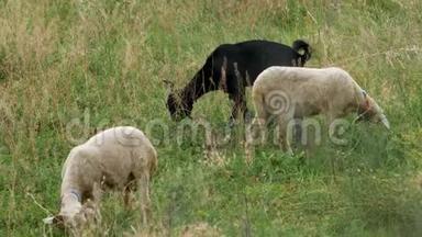 夏天在<strong>绿野</strong>上放牧的羊