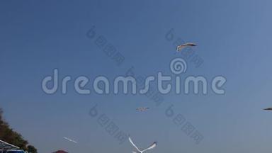 一群鸟在蓝天上飞翔。 一群海鸥在靠近镜头的地方飞行。
