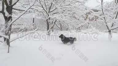 乡村雪中快乐的狗