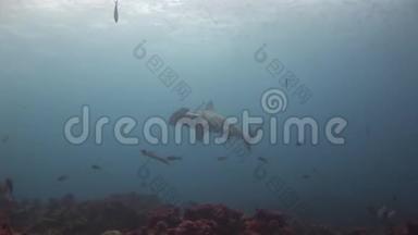 锤头鲨鱼锤捕食者水下寻找海底食物。