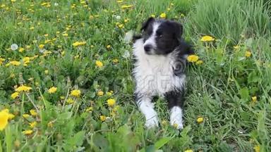 春天在草地上流浪狗