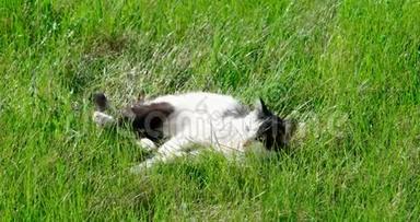 猫在花园里的草地上放松，春天的快乐与<strong>共舞</strong>