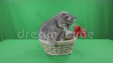美丽的小猫苏格兰折叠篮子绿色屏幕股票视频