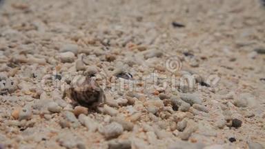 沙子里的<strong>小螃蟹</strong>。 近点