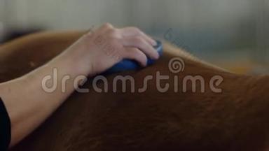 男人梳棕色的马毛。 为一匹马献殷勤。 快关门。