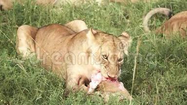 小狮子慢吞吞地吃羚羊