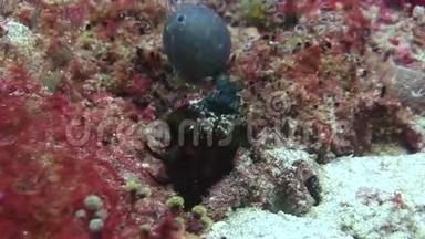 刺龙虾在海底海底寻找食物。
