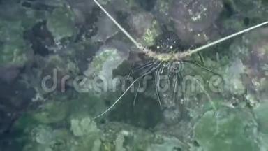 菲律宾野生动物海洋中水下的小龙虾。