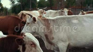 农村农场的牧场上有白色和红色的奶牛。 在村里放牧的牛
