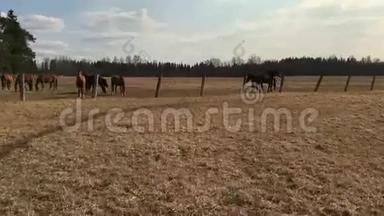摄像机放大并移除了许多吃草的马。