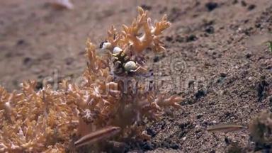 菲律宾干净清澈的海水中沙底的洁净虾。