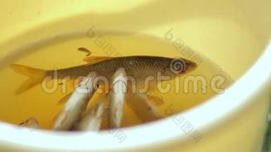 黄色水桶里的新鲜小鱼。 渔夫钓到了几条小鱼