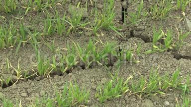 非常干旱的旱地用小麦小麦种植，土壤干裂，气候变化，环境
