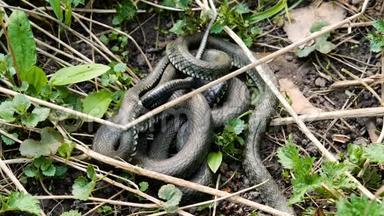 草丛中有许多大黑鼠蛇