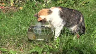 猫捉鱼打乱了玻璃水族馆和水流出来。 特写镜头。 4K