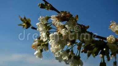 春天樱花盛开的樱花树上开着白花。 樱桃树上一束樱花和绿叶。