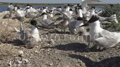 沙岛上的一群燕鸥，<strong>看护</strong>鸟的喧闹和哭泣。 提利格尔斯基河口