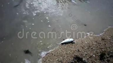 泰国海滩上的<strong>死鱼</strong>。 高清。 1920x1080