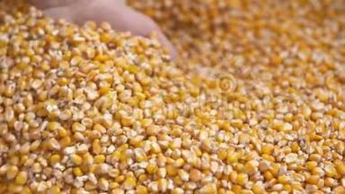 刚收获的玉米玉米粒。 农业背景，玉米收获