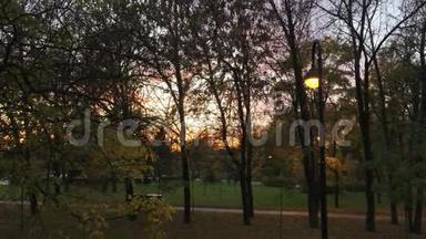 公园里树枝和树木后面美丽的日落