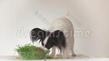 美丽的年轻公犬欧陆玩具猎犬Papillon吃新鲜发芽燕麦白底股票画面