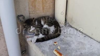<strong>无家可归</strong>的猫蜷缩着躺着，试图睡觉，旁边是一片面包。 <strong>无家可归</strong>的问题，没有人