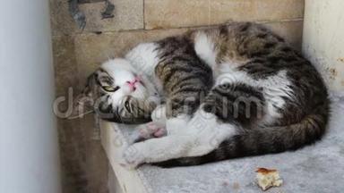 无家可归的猫蜷缩着躺着，试图睡觉，旁边是一片面包。 无家可归的问题，没有人
