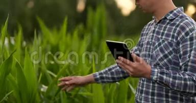 农民在玉米田使用数字平板电脑现代技术在<strong>农业生产</strong>中的应用