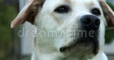 一只可爱的拉布拉多犬嗅着他的鼻子