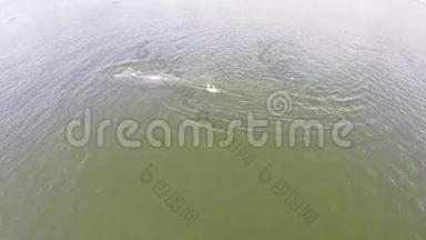 鸟瞰鲸鱼，伊甸园的鲸鱼布莱德的鲸鱼在海湾泰国。