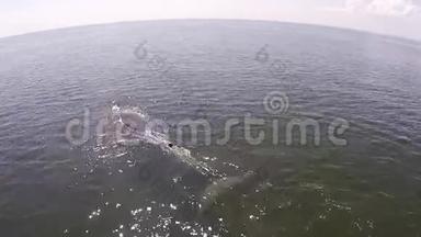 鸟瞰鲸鱼，伊甸园的鲸鱼布莱德的鲸鱼在海湾泰国。