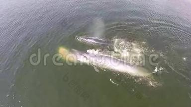 鸟瞰两头鲸鱼，伊甸园的鲸鱼布莱德的鲸鱼在海湾泰国。