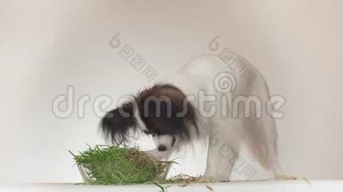 美丽的年轻公犬欧陆玩具猎犬Papillon吃新鲜发芽燕麦白底股票画面