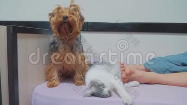 猫和狗睡在一起的滑稽视频。 猫和狗的友谊在室内，睡在主人的脚边