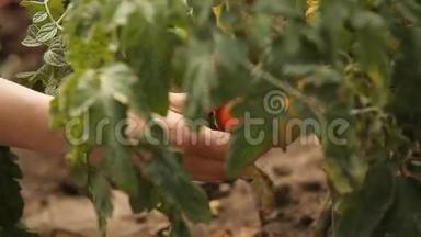 手农收获成熟的西红柿