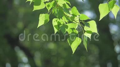 绿色的树枝上有白色的背景。 阳光让树木的生活方式在风中摇曳慢动作视频