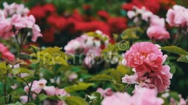 公园里的粉红色玫瑰，<strong>花园</strong>里的<strong>花园</strong>，<strong>花园</strong>里生长着嫩嫩的玫瑰，花瓣上有露水的花朵，风景优美