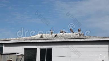 海鸥群在屋顶上站立和宣传