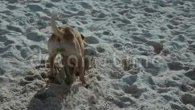 有趣的狗在海滩上挖洞
