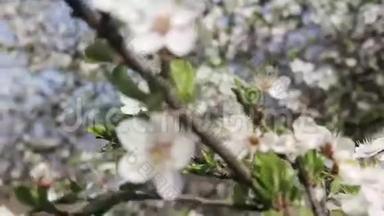 杏花盛开，春色瓢虫