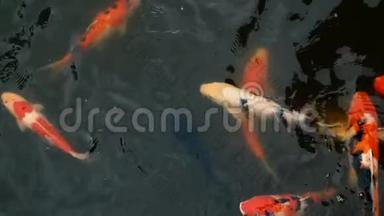 充满活力的<strong>七彩</strong>日本锦鲤鱼在传统的花园池塘游泳。 中国花剑在水面下。