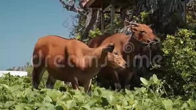 两头巴厘岛班腾奶牛站在草地上吃树旁的叶子，然后转过头来