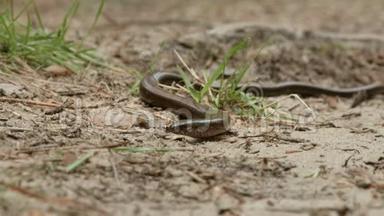 脆弱的安圭拉人，或称慢虫，是一种无肢蜥蜴。 就像蛇一样
