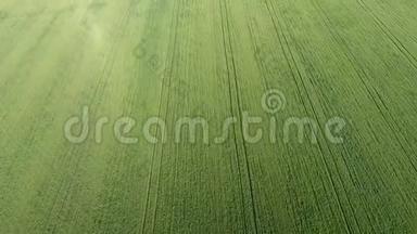 麦田的质地.. 田间幼嫩绿色小麦的背景.. 无人机的照片。 小麦的航空照片