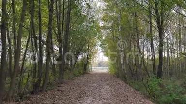 漫步在公园的林间小道上，手持秋叶4k