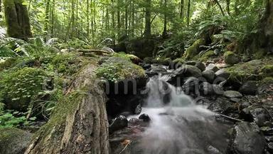 乔治·平乔特国家森林瀑布溪森林和荒野，华盛顿州水流音频声音1080p