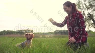 日落时分，女孩和一只狗在<strong>大自然</strong>中玩耍。 狗约克郡猎犬在<strong>大自然</strong>中用慢动作接球